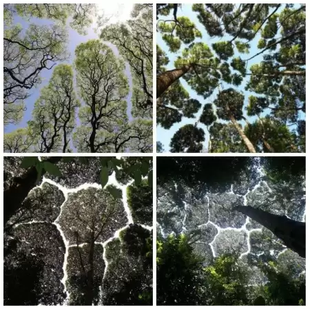 پدیده‌ی عجیبی به اسم  Crown shyness - خجالت شاخه‌ا