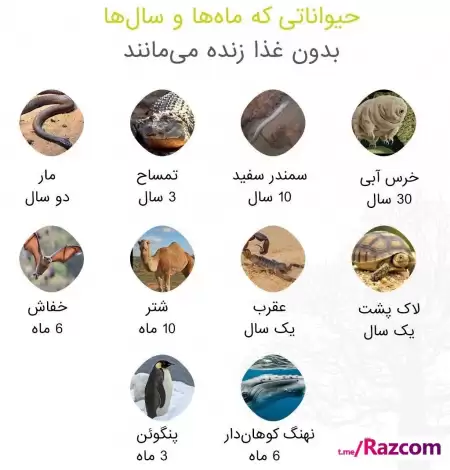 حیواناتی که ماه‌ها و حتی 