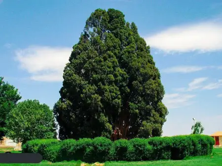 سرو ابرکوه با سن تقریبی 