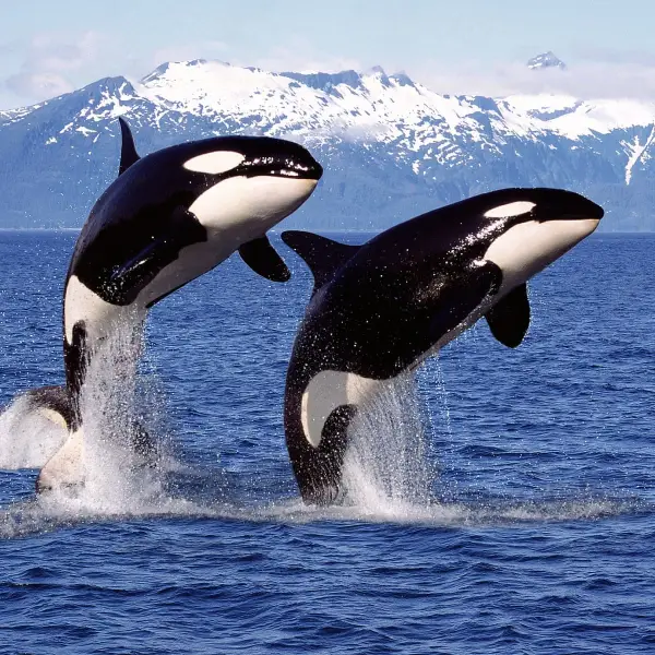 جالبه بدونید نهنگ‌های قاتل orca 