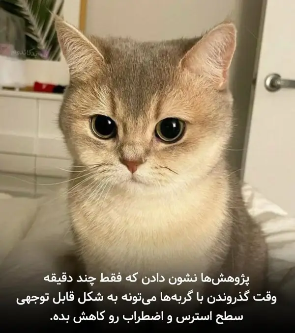 طبق تحقیقات جدید وقت گذروندن 