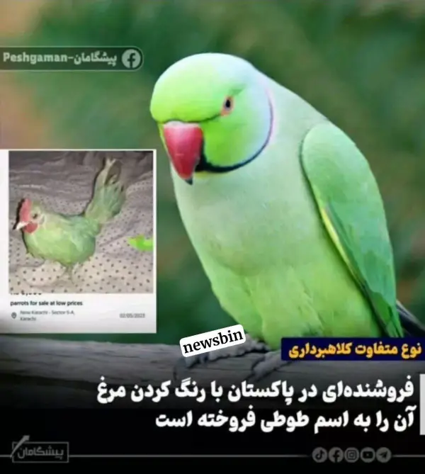 خایه کنید    