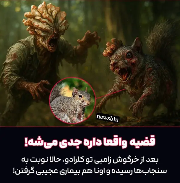 بعد از داستان خرگوش ها 