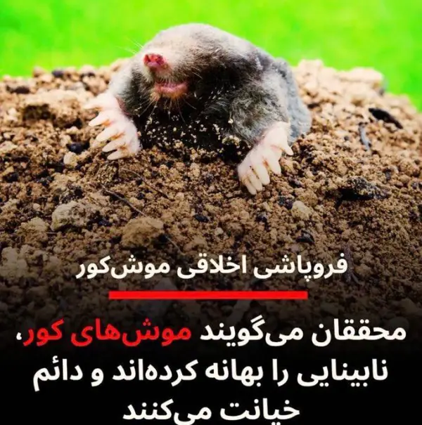 دانشمندا : موشای کور وقتی 