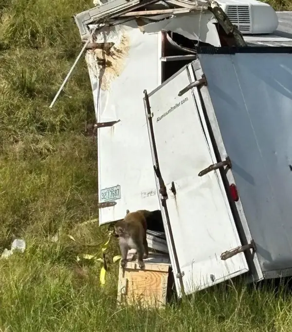 بهتاش فریبارو ببرید باهاشون بازی 