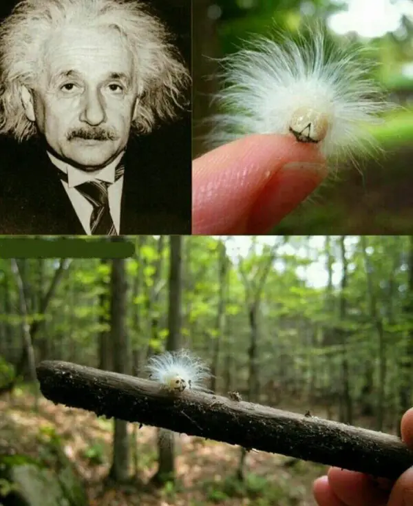 این حشره گوگولی به دلیل 