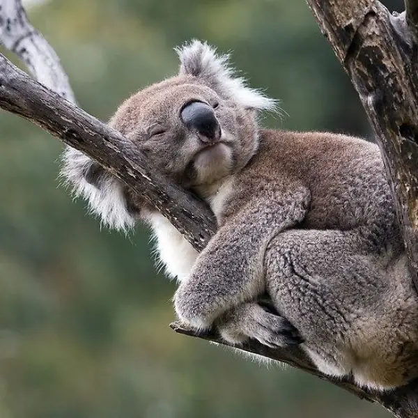 طبق تحقیقات کوآلاهای نر وقتی 