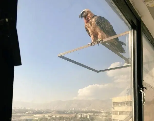 همای سعادت مجدد تو تهران 