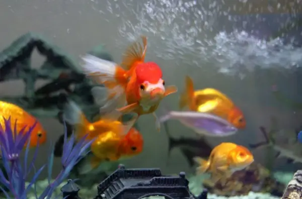 اورژانس تهران: امروز رسما از